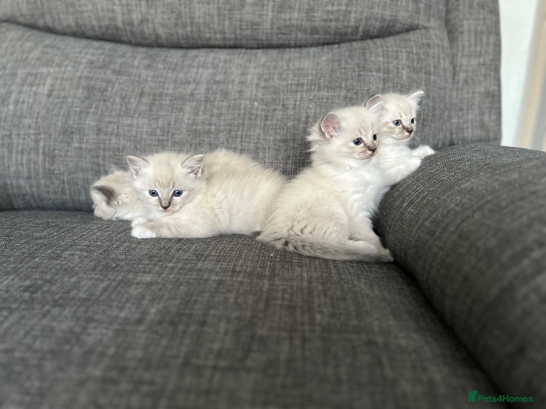 Ragdoll cats for sale: Amazing Ragdoll kittens 3 female 1 male - Image 13