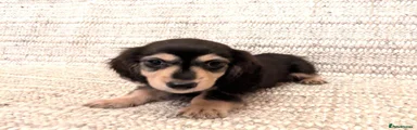 Miniature Dachshund Puppy 2