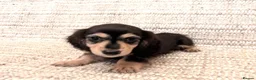 Miniature Dachshund dogs for sale: Beautiful  long-haired miniature Dachshund Puppies - Advert 5