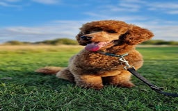 Miniature Poodle dogs for stud: ✅️DNA Test Red KC Miniature Poodle Stud Manchester in Manchester - Image 14