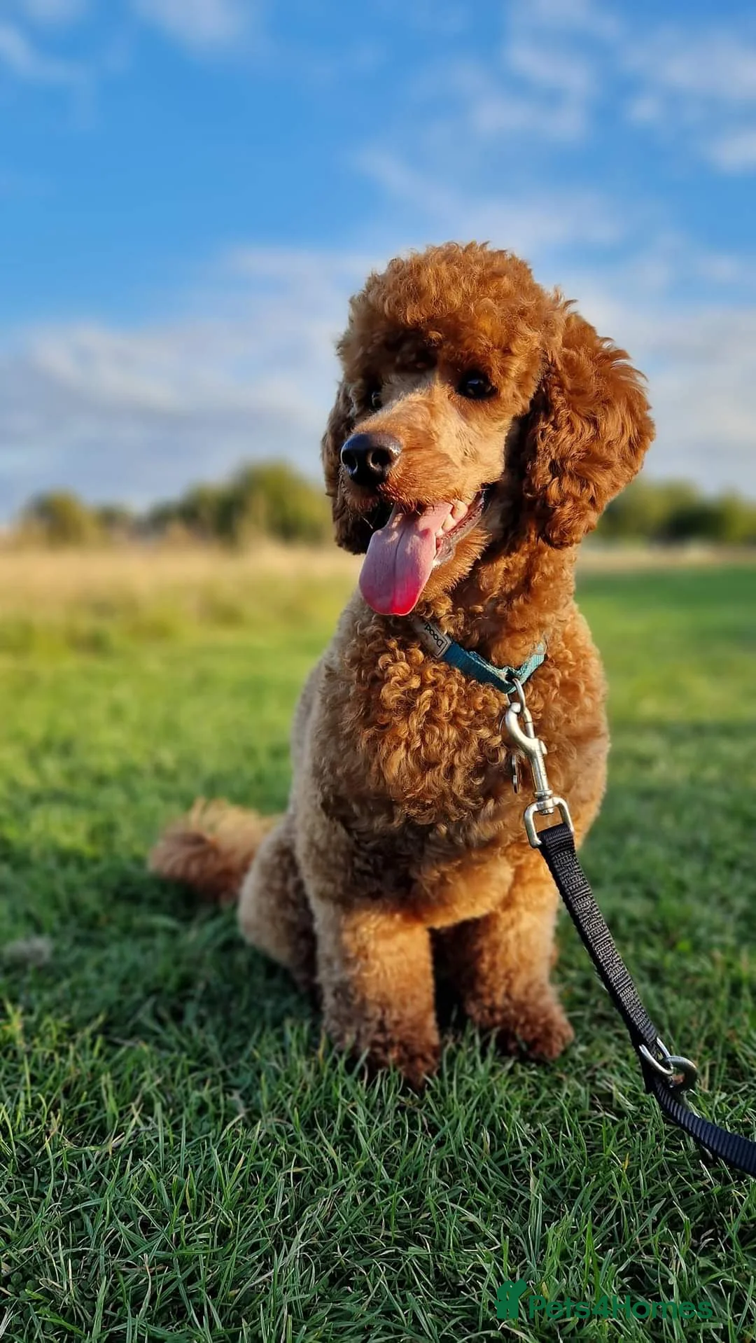 Miniature Poodle dogs for stud: ✅️DNA Test Red KC Miniature Poodle Stud Manchester in Manchester - Advert 14
