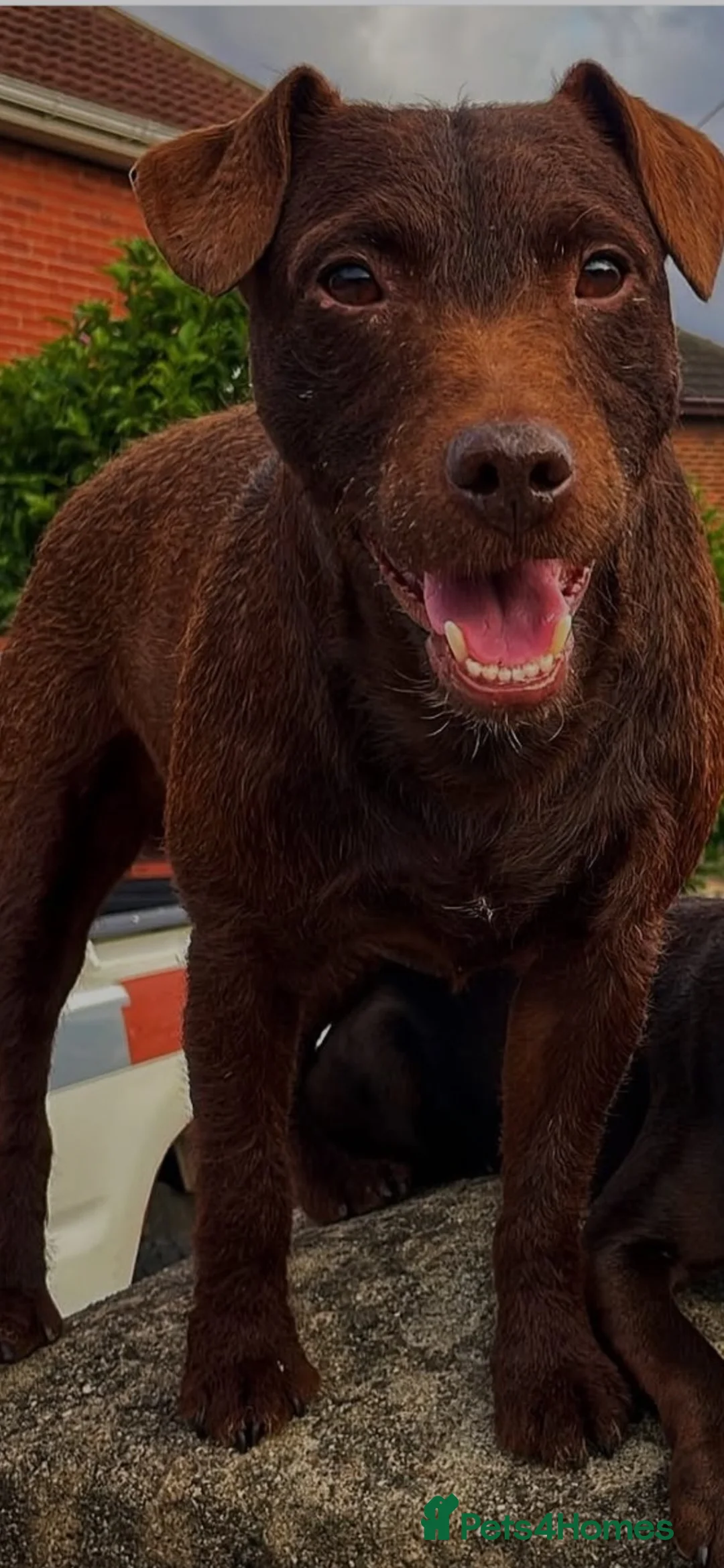 Patterdale Terrier dogs for sale: Patterdale terrier pups - Advert 15