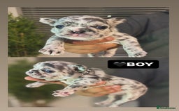 French Bulldog dogs for sale: French bulldog puppies  - Image 3