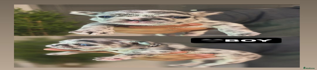 French Bulldog Puppy 2