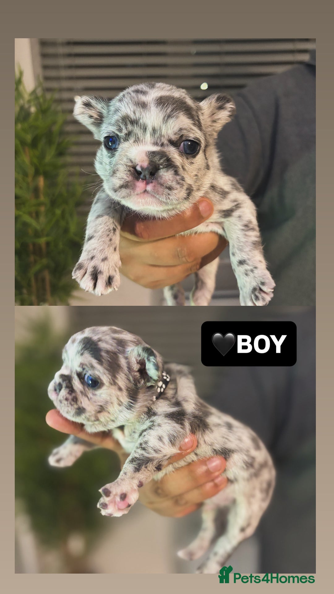 French Bulldog dogs for sale: French bulldog puppies  - Image 3