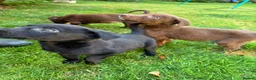 Cockerdor dogs for sale: Cockerdor puppies in Carlisle - Advert 3