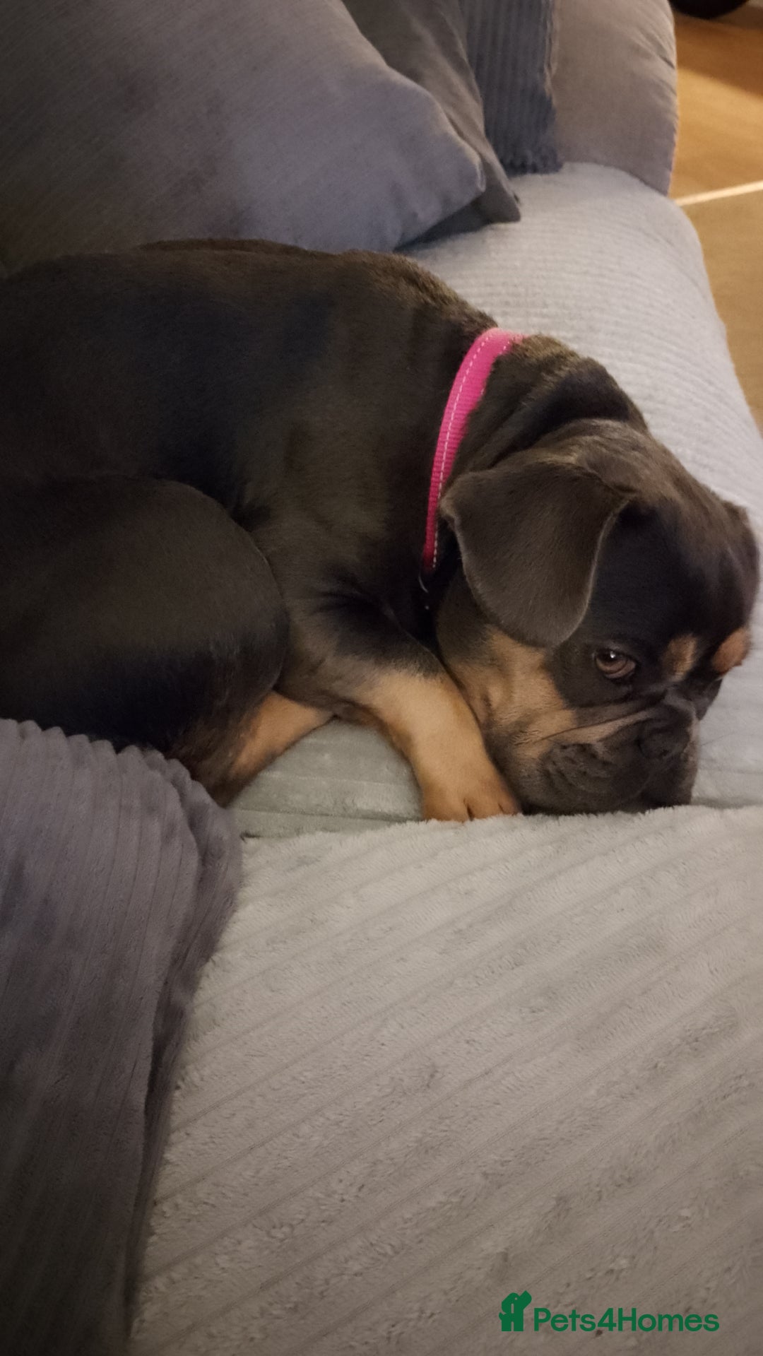 French Bulldog dogs for sale: Female french bulldog  - Image 2
