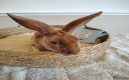 Rex rabbits for sale: Lovely Rex rabbit babies  - Image 12