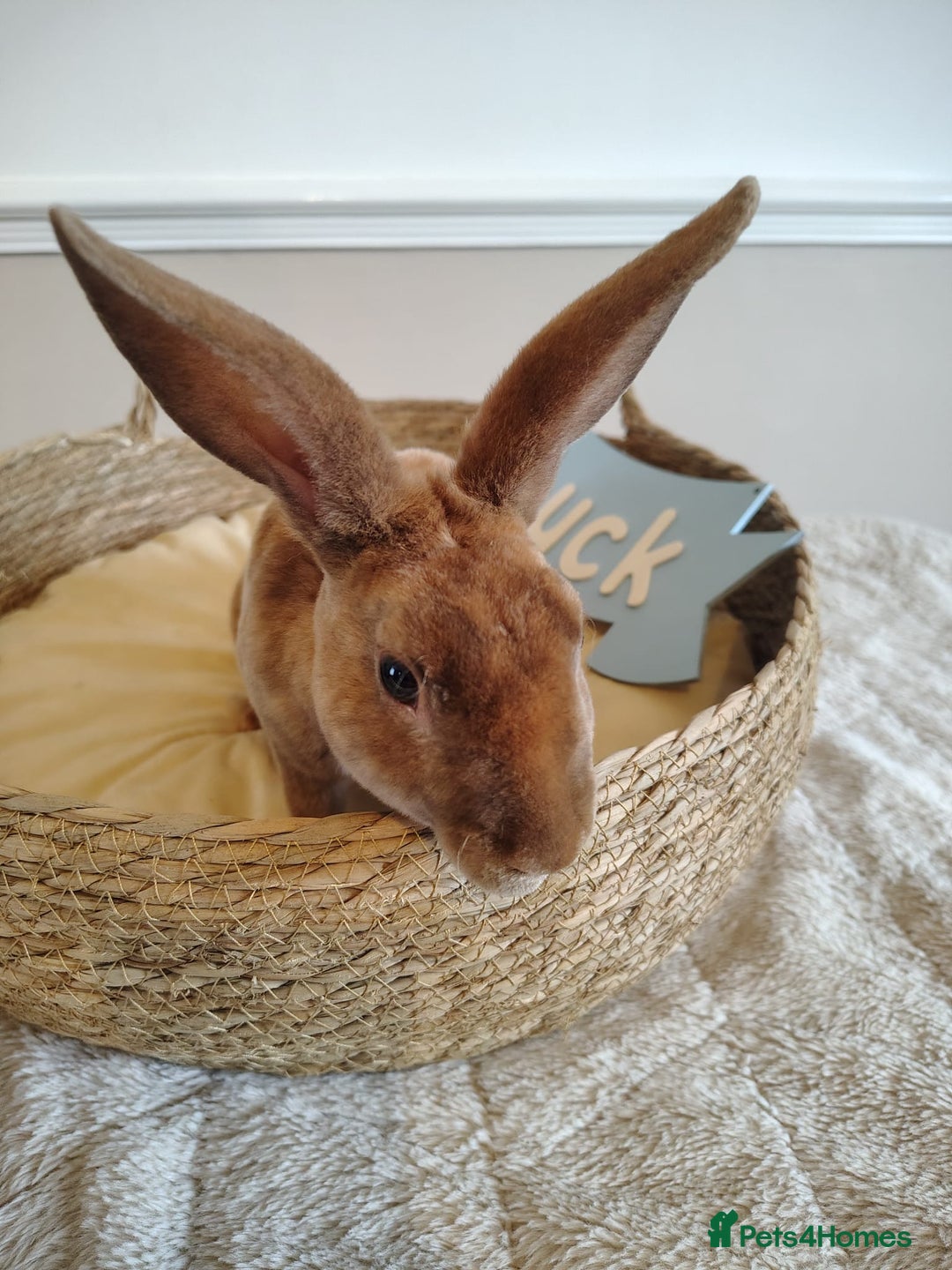 Rex rabbits for sale: Lovely Rex rabbit babies  - Image 12