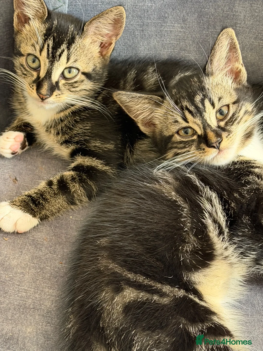 Mixed Breed cats for sale: 2 beautiful boys must be homed together  - Advert 2