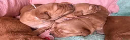 Golden Retriever dogs for sale: KC Golden Retrievers - Health Tested & Home Raised in Trowbridge - Advert 13
