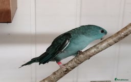 Parakeets birds for sale: Pair of Lineolated Parakeets  - Image 2