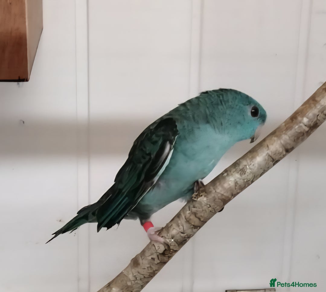 Parakeets birds for sale: Pair of Lineolated Parakeets  - Image 2