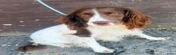 Sprocker dogs for sale: Sprocker puppys - Advert 12
