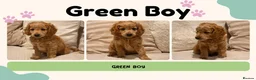 Cockapoo dogs for sale: Fox Red F2 Cockapoo Puppies - Advert 7