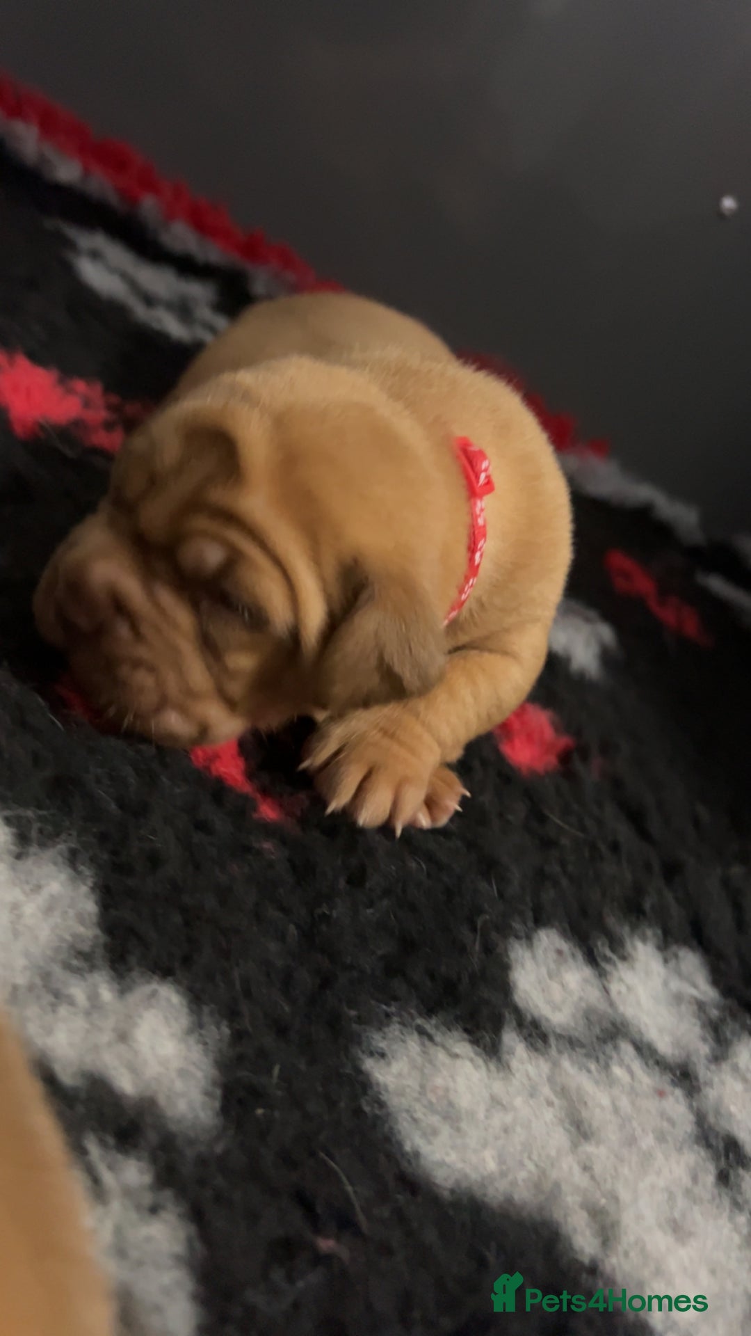 Dogue De Bordeaux dogs for sale: Chunky kc registered dogue de Bordeaux puppies - Advert 19