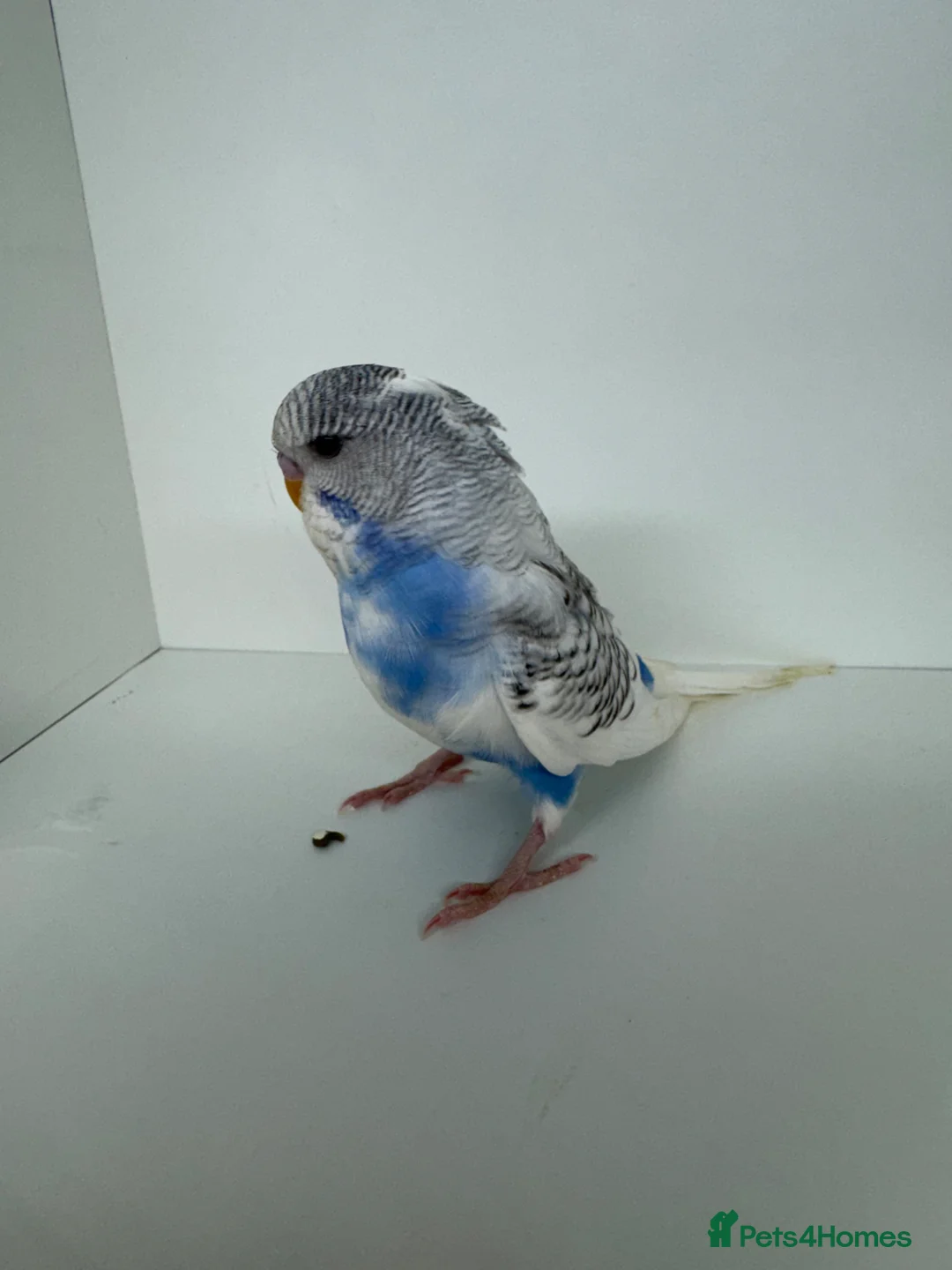 Budgerigars birds for sale: Beautiful baby budgies for sale - Advert 2