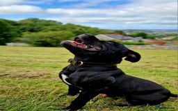 Staffordshire Bull Terrier dogs for stud: TOP QUALITY STUD WITH THE BEST BLOODLINES in Swansea - Image 4