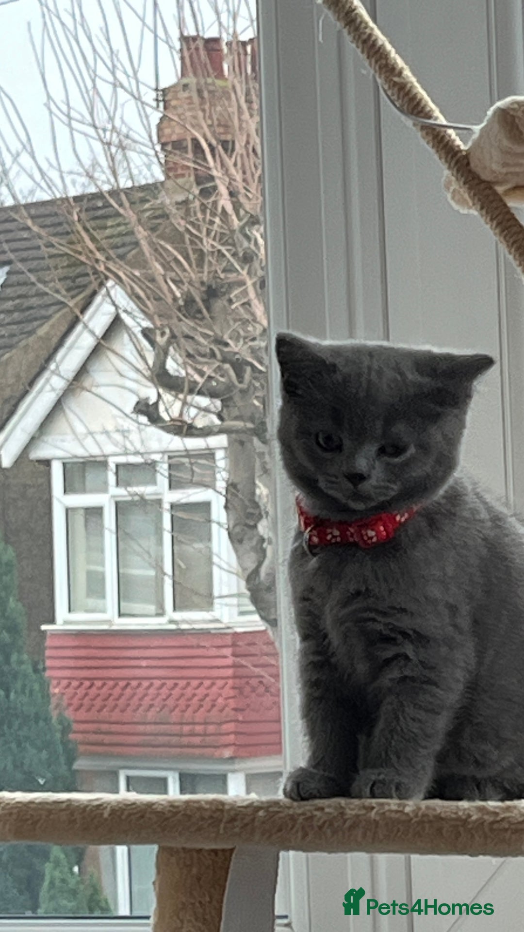 Scottish Fold cats for sale: Beautiful blue female kitten  - Advert 3