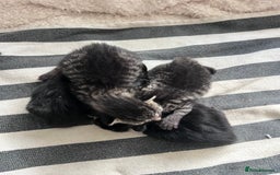 Mixed Breed cats for sale: Beautiful kittens for sale  - Image 3