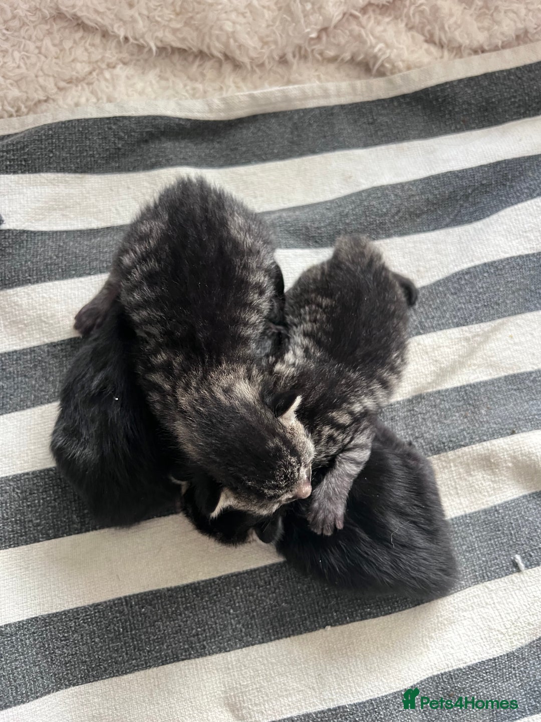 Mixed Breed cats for sale: Beautiful kittens for sale  - Image 3