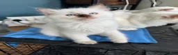 Ragdoll cats for sale: GCCF REG RAGDOLL KITTENS LILAC CHOC SEAL  - Advert 24