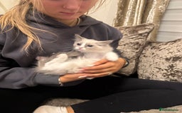 Ragdoll cats for sale: GCCF ragdoll kittens  - Image 13