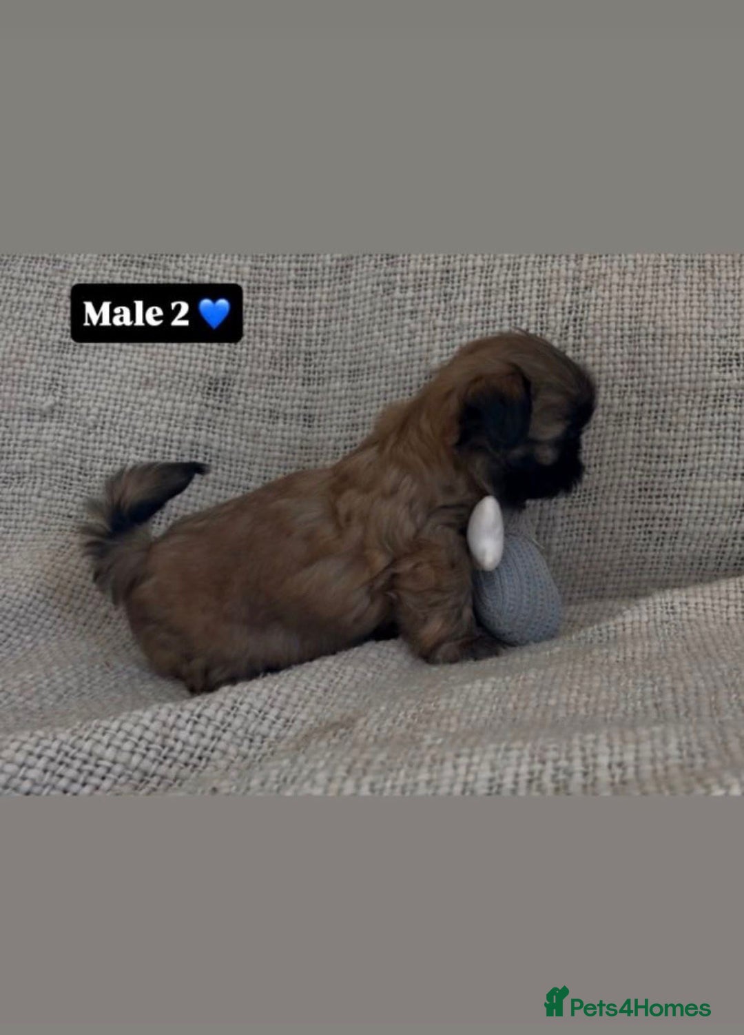 Shih Tzu dogs for sale: Shihtzu imperial - Advert 6