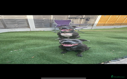 Staffordshire Bull Terrier dogs for sale: Beautiful blue Staffordshire puppies for sale 🐾 - Image 7