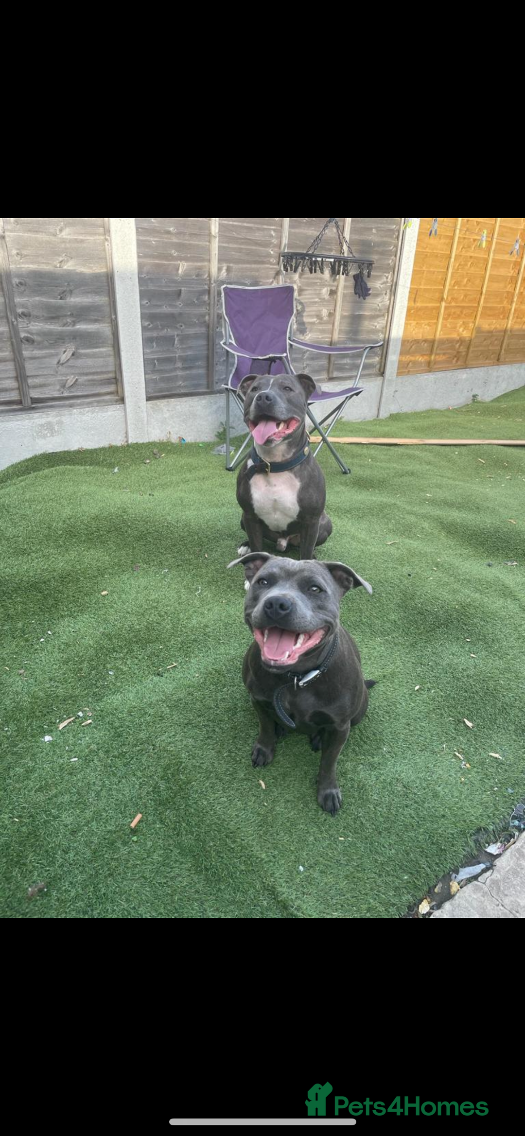 Staffordshire Bull Terrier dogs for sale: Beautiful blue Staffordshire puppies for sale 🐾 - Image 7