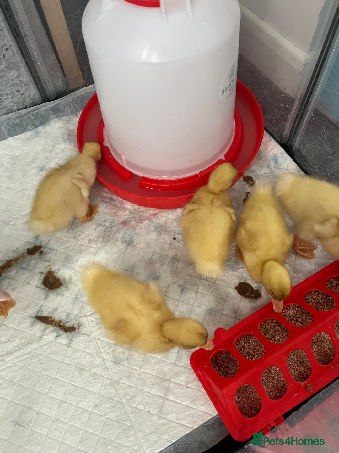 Ducks poultry for sale: Cherry valley ducklings. - Advert 3