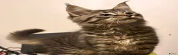Maine Coon cats for sale: FINAL BOY! Maine Coon Cross Kitten Ready Now!  - Advert 1