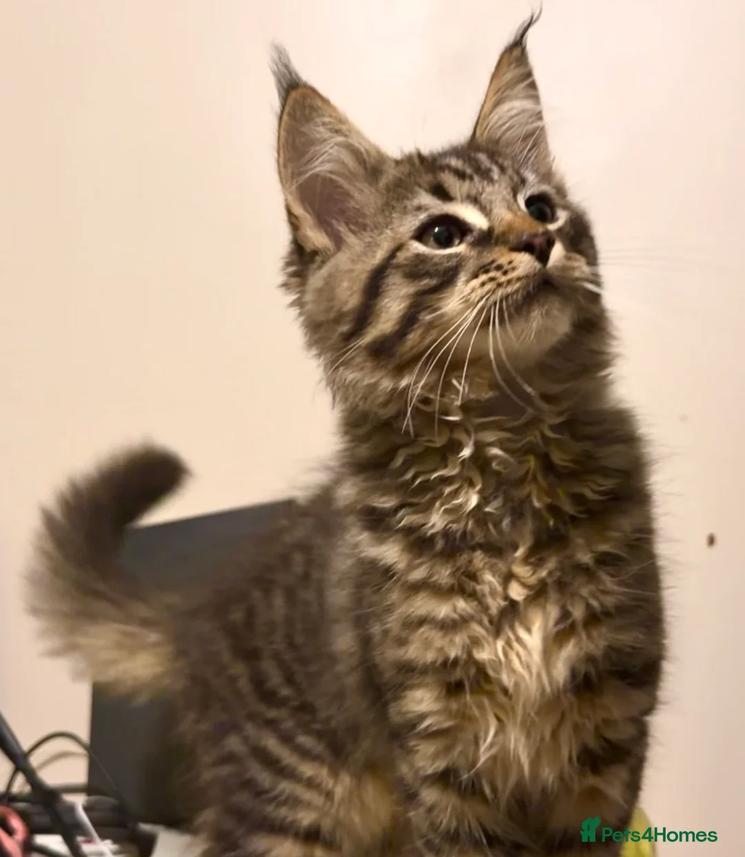 Maine Coon cats for sale: FINAL BOY! Maine Coon Cross Kitten Ready Now!  - Advert 1
