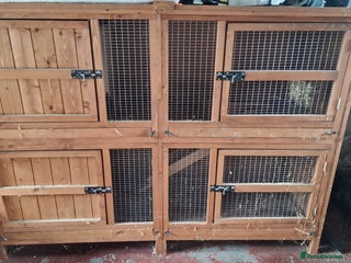 Guinea Pig rodents - Advert 35