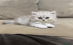 Mixed Breed cats for sale: Beautiful mixed breed kittens  - Image 5