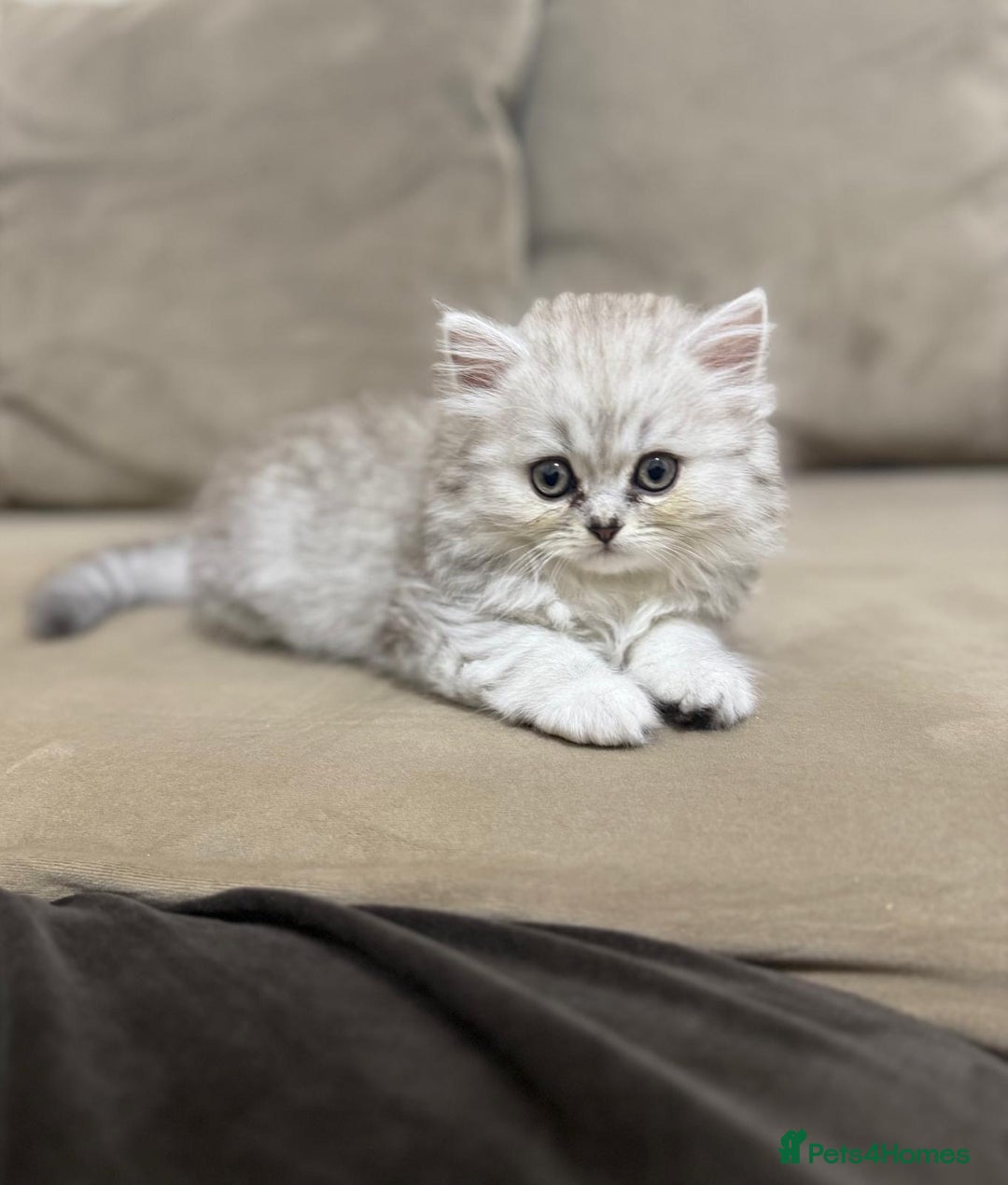 Mixed Breed cats for sale: Beautiful mixed breed kittens  - Image 5