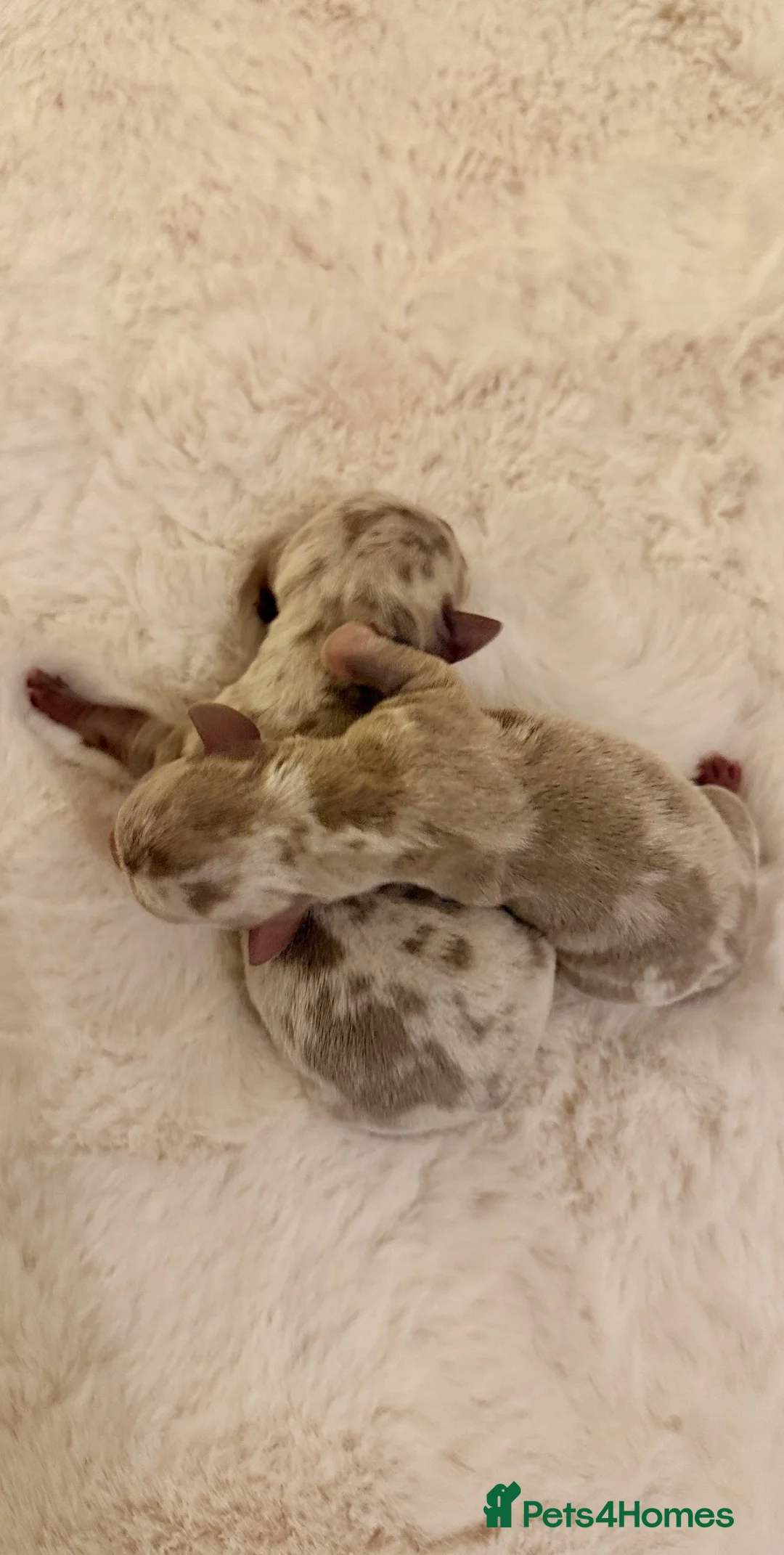 Miniature Dachshund dogs for sale: Miniature Isabella Dapple Dachshunds  in York - Advert 8
