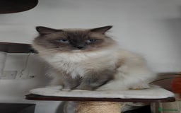 Ragdoll cats for stud: Rag doll stud  - Image 5