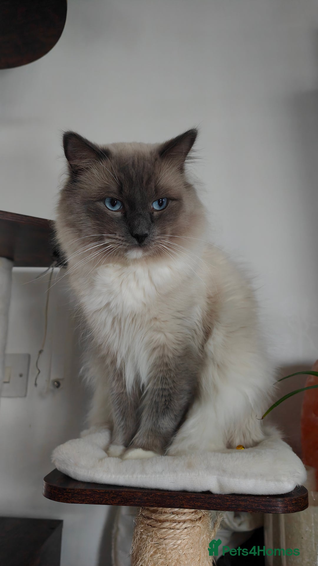 Ragdoll cats for stud: Rag doll stud  - Image 5