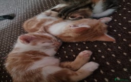 Mixed Breed cats for sale: Looking for forever home - Image 13