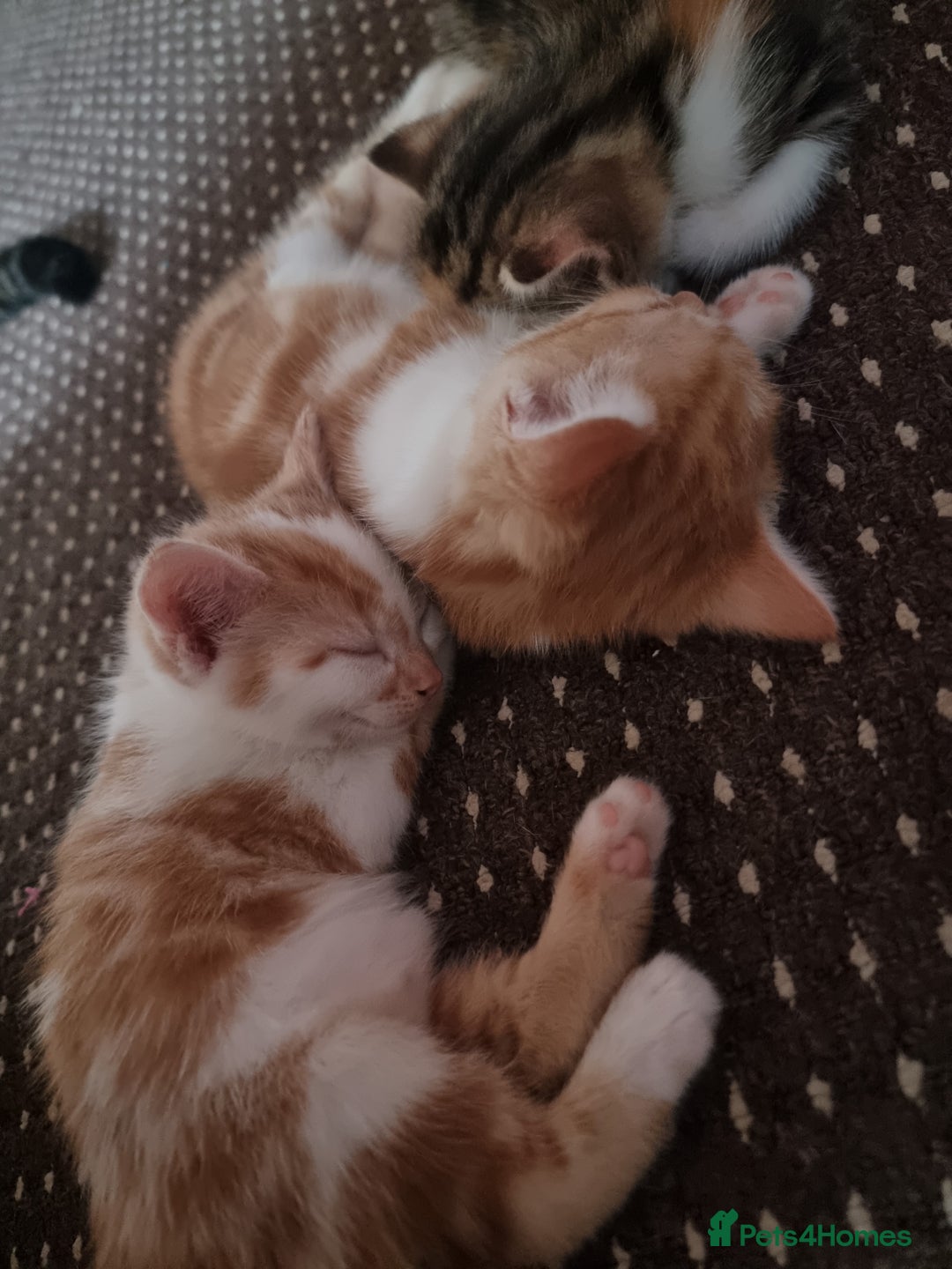 Mixed Breed cats for sale: Looking for forever home - Image 13