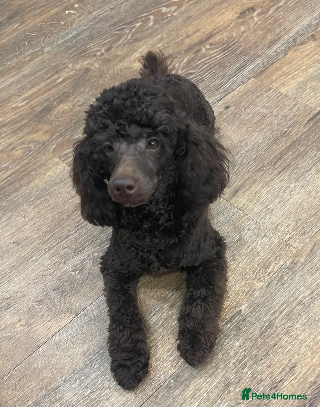 Toy Poodle dogs for stud: Beautiful rich chocolate toy poodle. dna clear.  in Cardiff - Advert 6