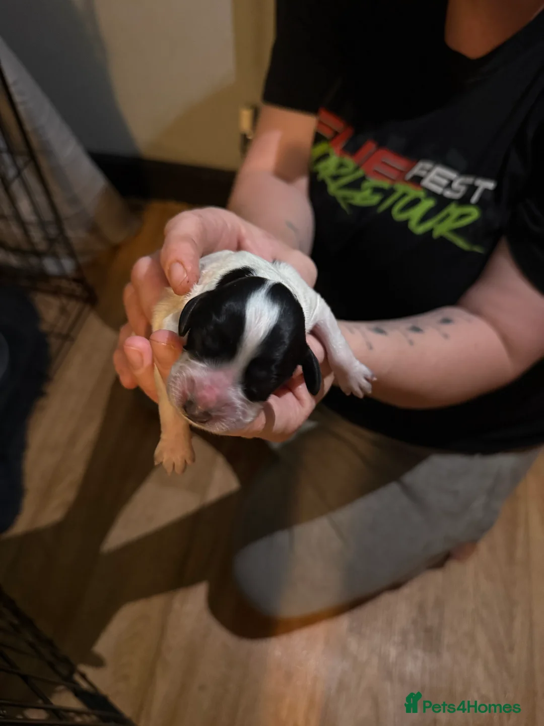 Sprocker dogs for sale: Sprocker puppies  - Advert 2