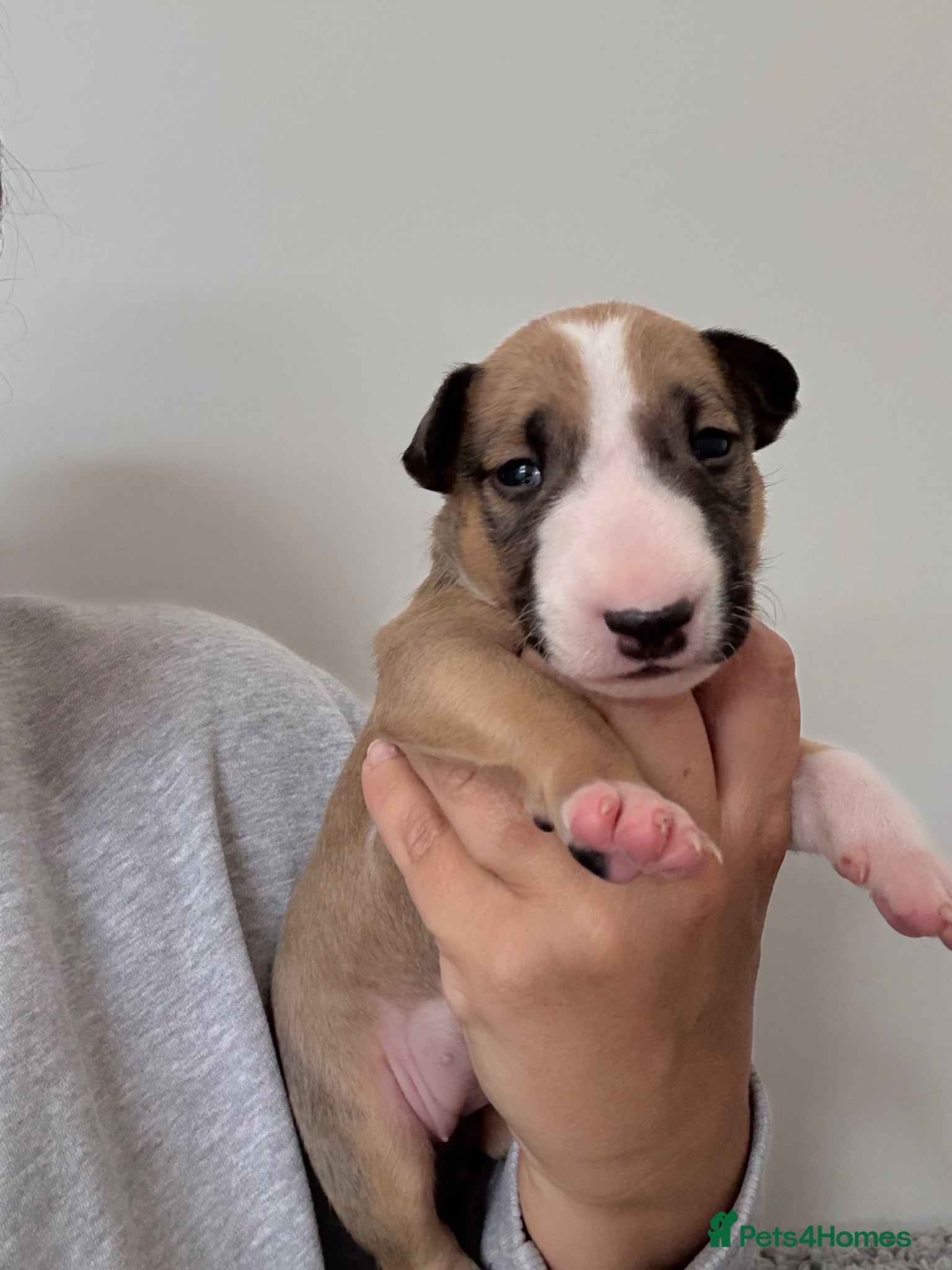 Bull Terrier dogs Top quality bull terrier puppies  - Advert 1