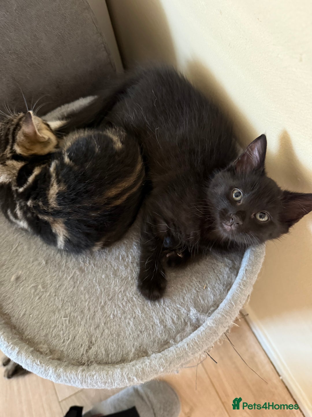Mixed Breed cats for sale: 2 sweet black tabby boys  - Image 3