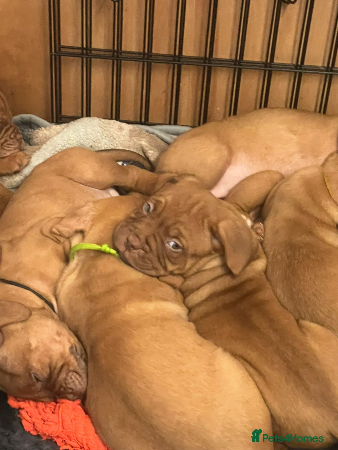 Dogue De Bordeaux dogs for sale: 11 Dogue de Bordeaux Puppies – 7 Boys & 4 Girls - Image 17