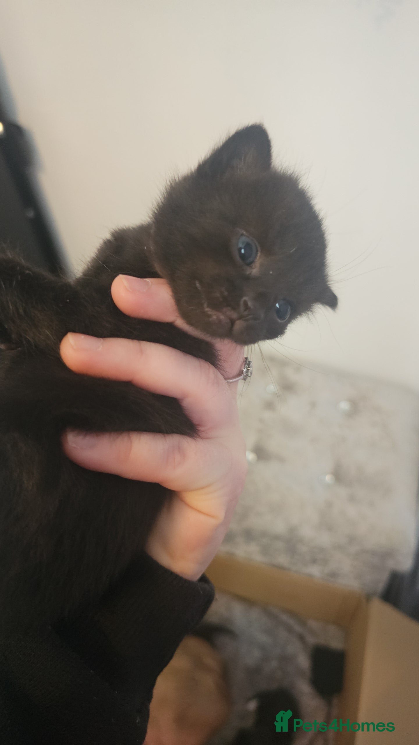 Mixed Breed cats for sale: 2 black kittens ready to leave now  - Advert 3