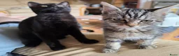 Mixed Breed cats for sale: Tabby kittens  - Advert 7