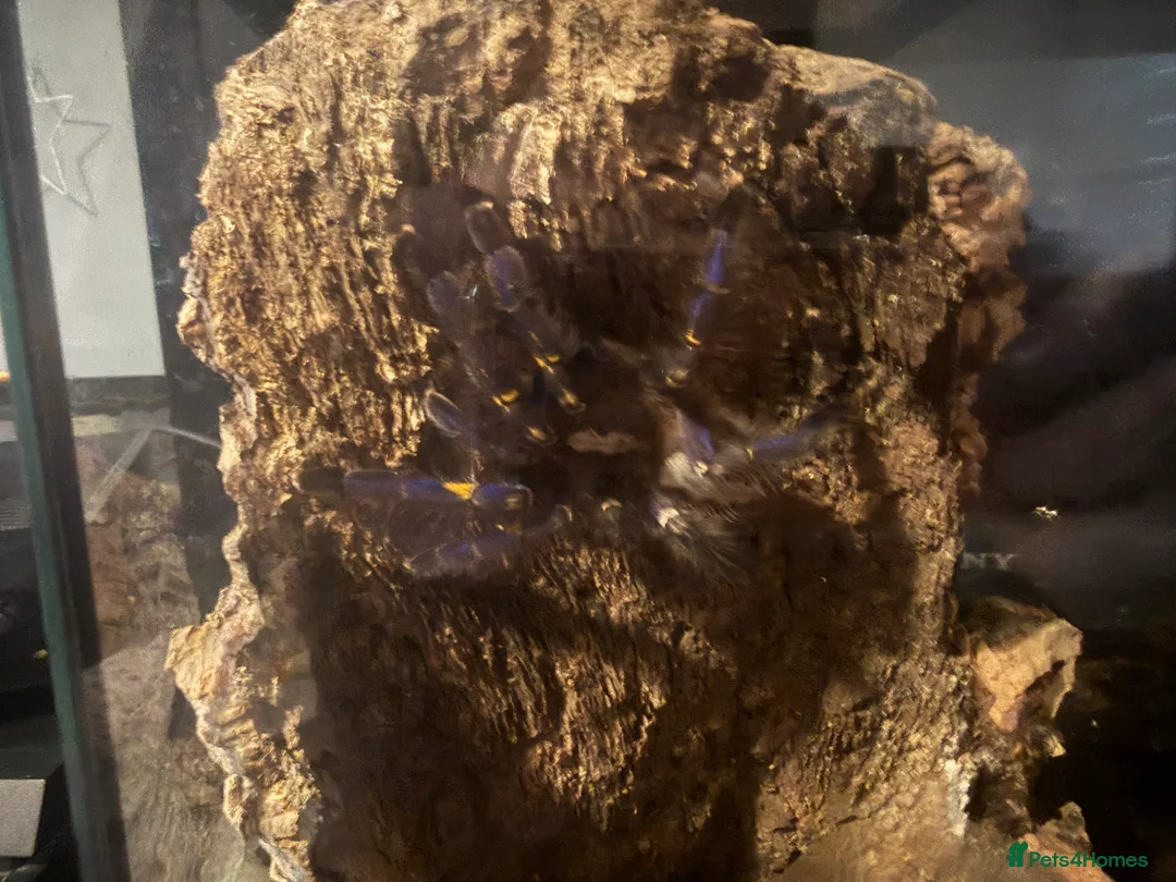 Spiders invertebrates for sale: Female Gooty Sapphire (Poecilotheria Metallica)  - Advert 4