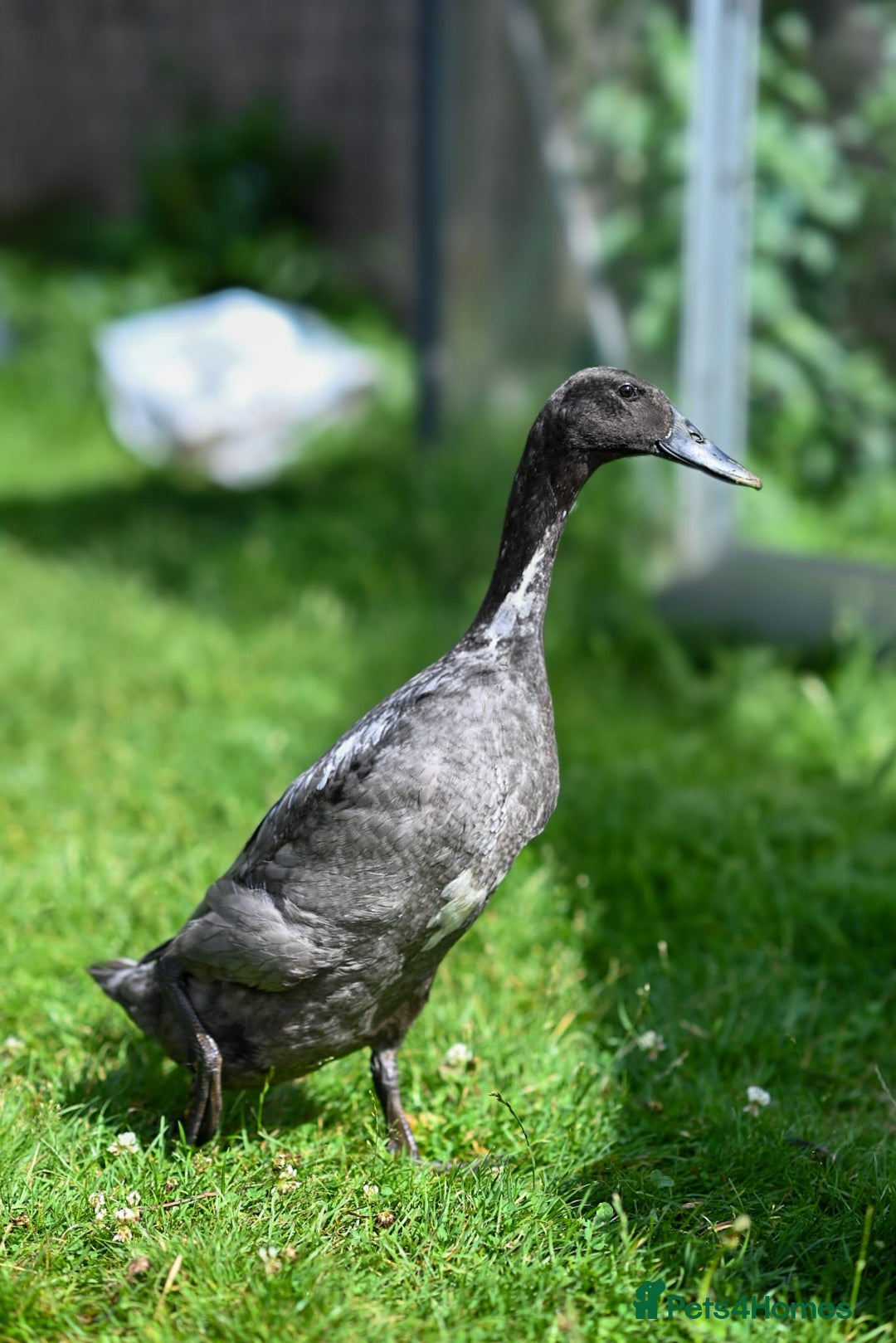 Ducks poultry for sale: Three male Indian Runner Ducks - Image 3